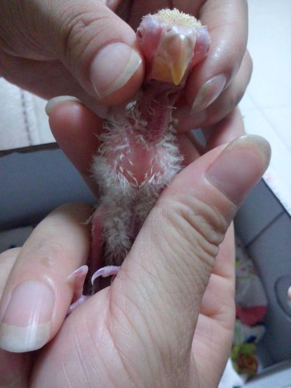 鹦鹉雏鸟嗉囊炎特效药图片