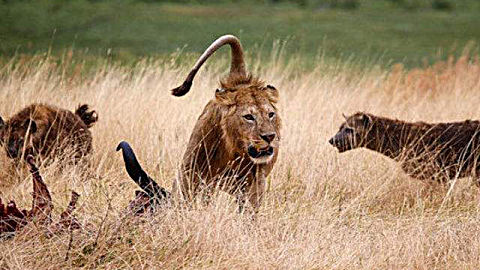 两头雄狮大战17只鬣狗,鬣狗群看着落单的那只鬣狗被雄狮猎杀