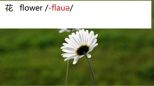 英语音标国际音标入门:单词花flower