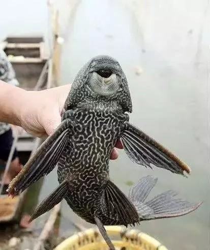 琵琶鱼与清道夫哪个好