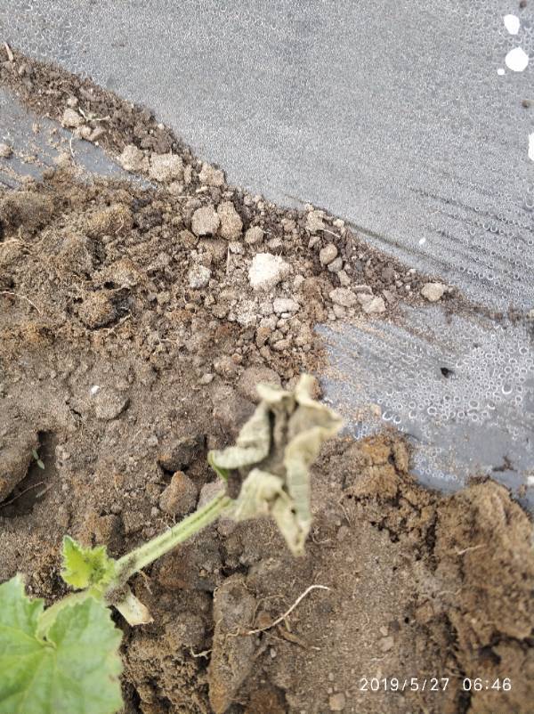 网纹瓜苗,病害.