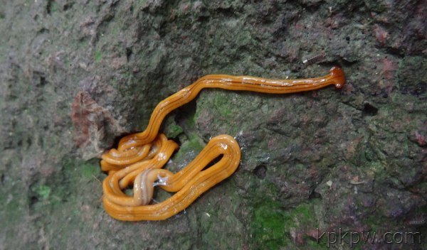 今天发现了一根很像蛇一样的虫子,但又不是蛇,很长,头是扁的身上还有