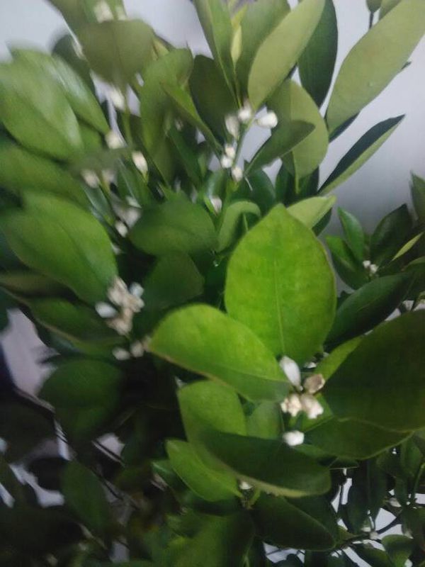 我的桔子树开了很多花,星期天浇了发孝豆饼水