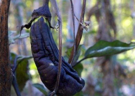 霜打的茄子——蔫了歇后语什么意思