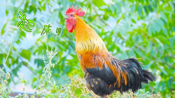 农村大公鸡打鸣,别贪睡了,快快起床吧!