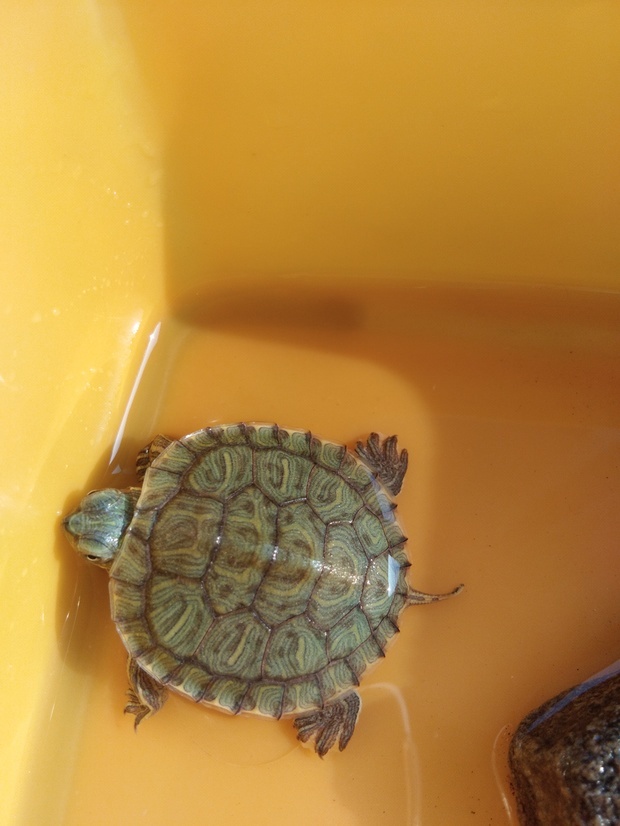 小巴西龟能吃猪肉吗,会有什么危害呢,求解释。