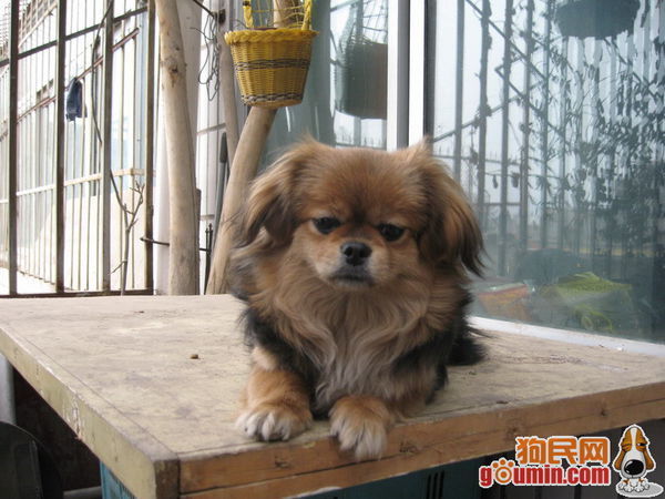 狮子狗是什么
