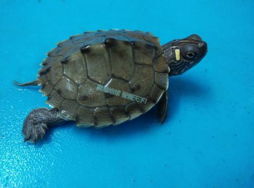 宠物忍者龟吃什么