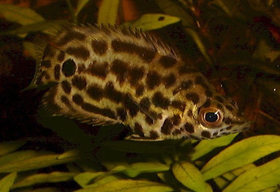 头是尖的身体扁平绿色有黑点是什么鱼