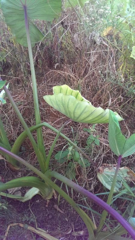 芋头叶发黄怎么回事?