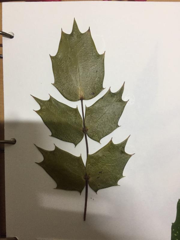 叶子边缘有刺,表面光滑.