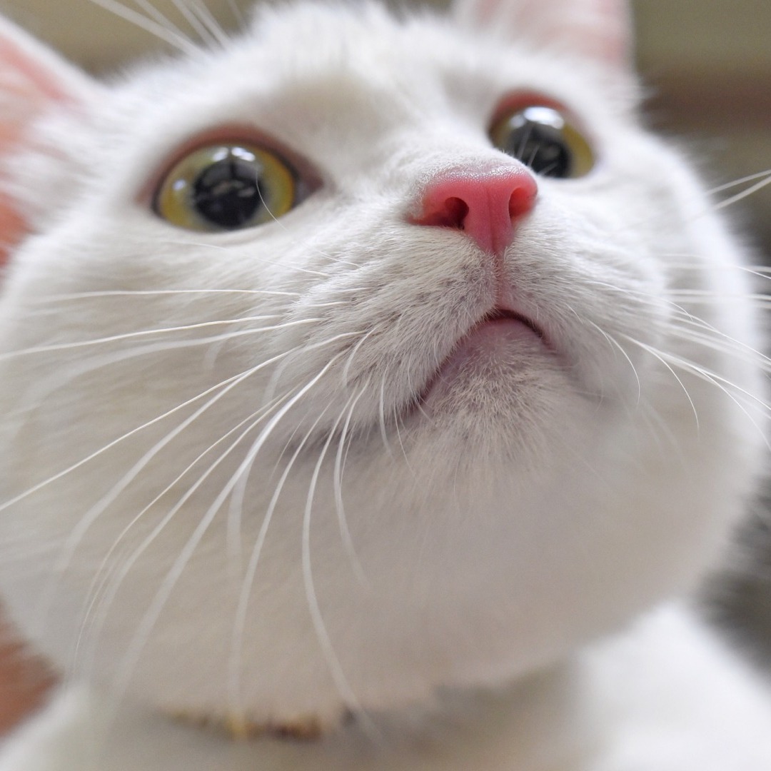 巴基斯坦出动8架战机护航 就因为大型飞机上那