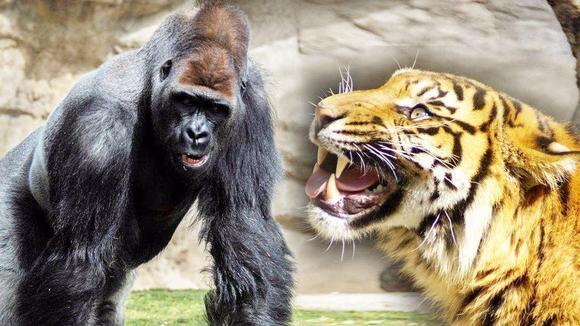 银背大猩猩和 老虎打架哪个更厉害?不只要看天分,还要看天性!