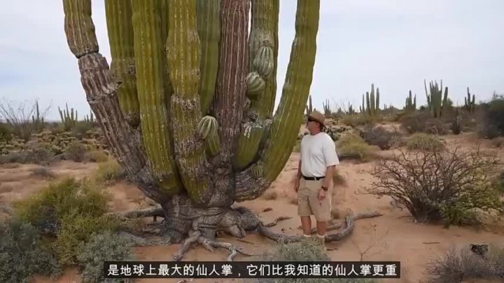 [图]大神带你看全球最大的仙人掌仙人球植物