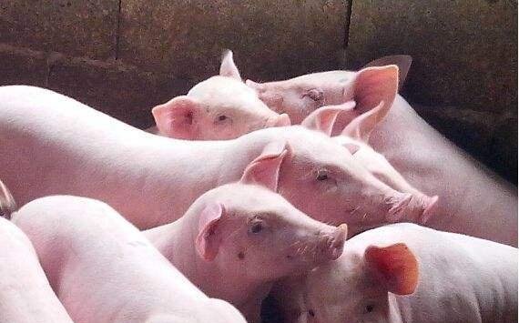 今曰生猪价格今日猪价