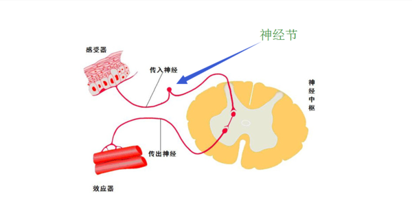 神经反射中反射弧的感受器和效应器图怎样区别