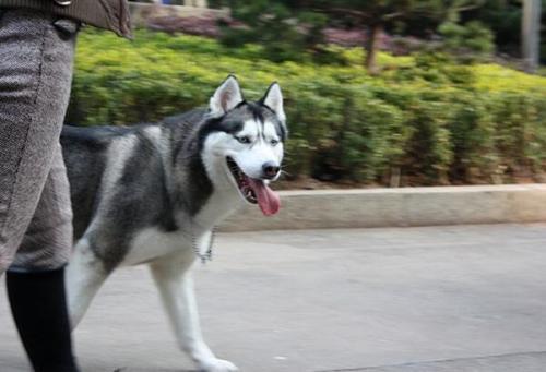 我买了一条阿拉斯加犬想问问怎么训练他,越多