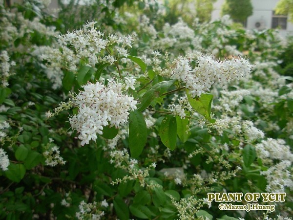 白花很香的矮灌木图片