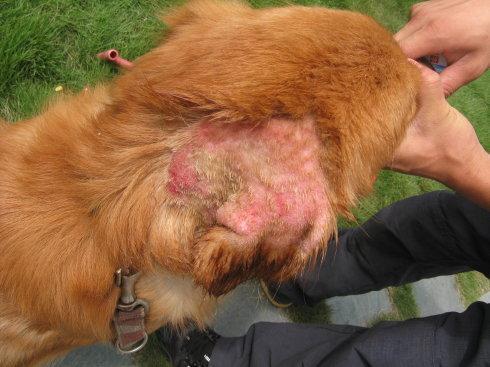 狗狗马拉色菌怎么确认好了