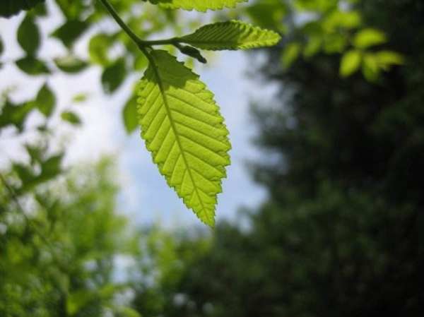 各种树叶的名称及图片,是什么树叶?