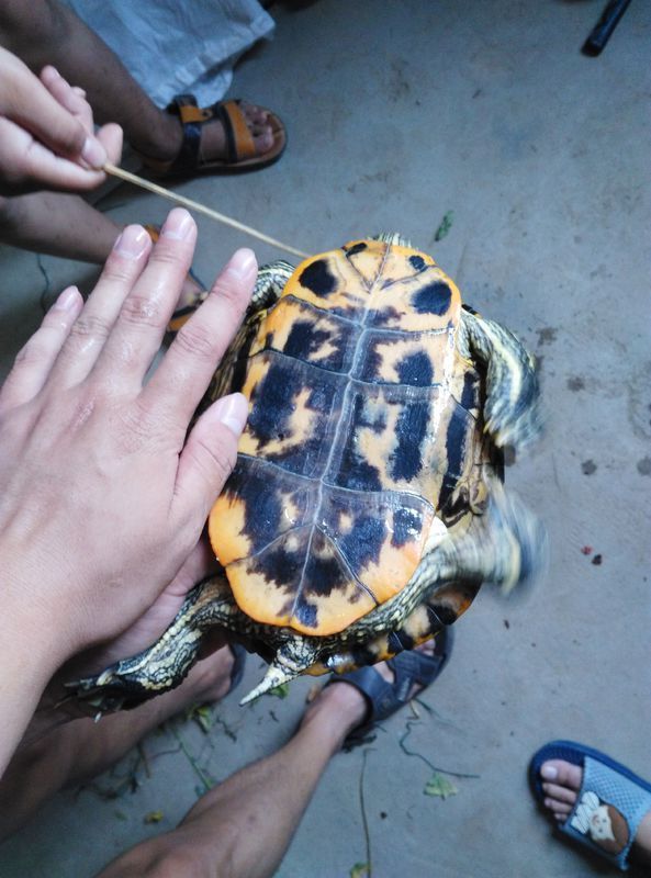 一直野生的二斤多巴西龟能卖多少钱?龟甲无破损.