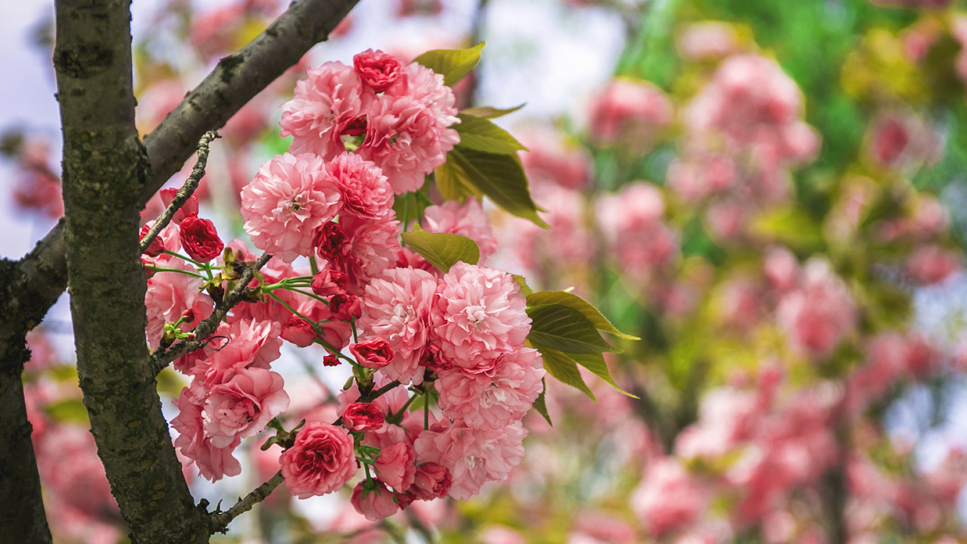 蔷薇科灿烂樱花图片[图2]