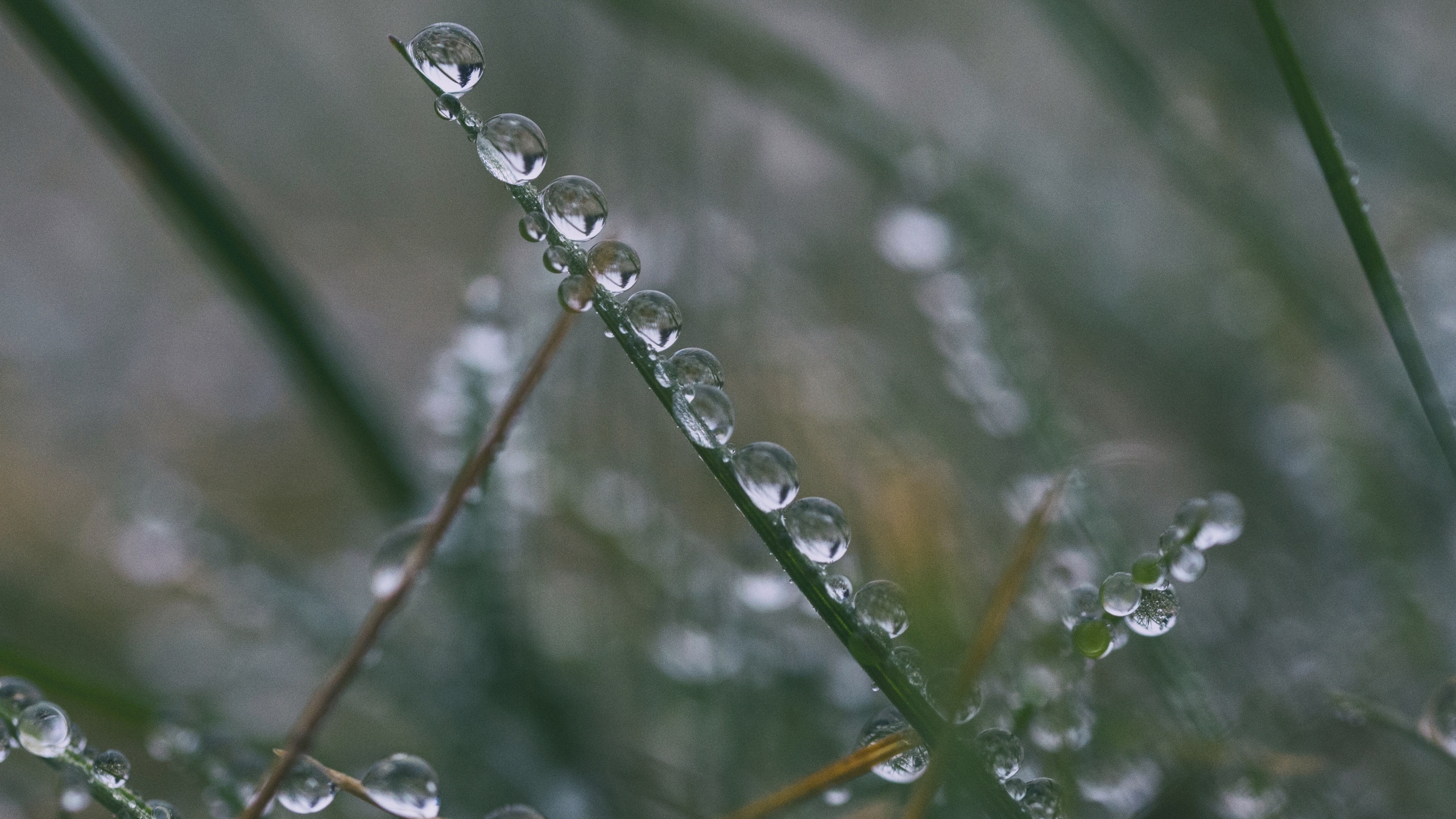 清晨植物上的露水图片[图15]