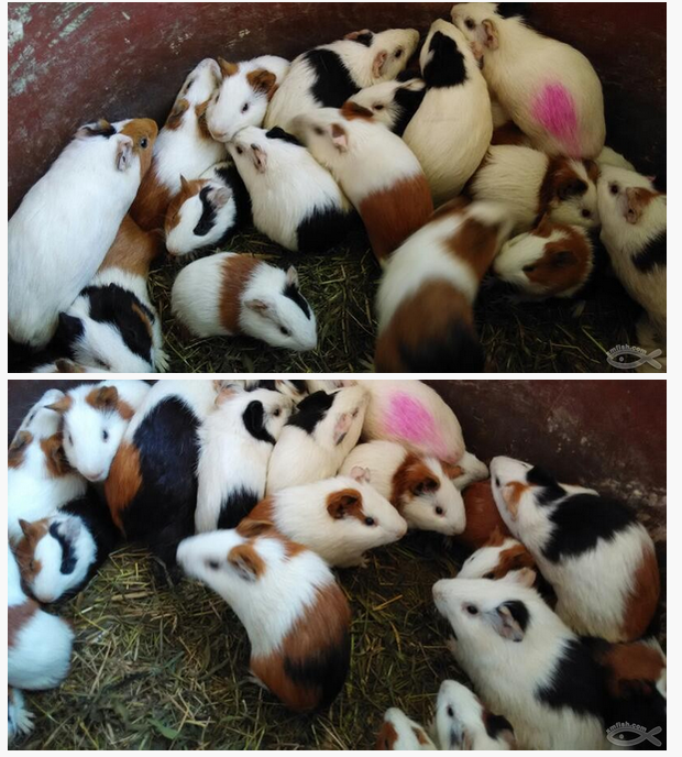 老鼠兔的繁殖能力强吗