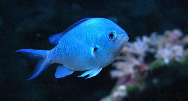这种蓝色的鱼是什么?它的尾巴上有个黑色的小点,还很容易死.