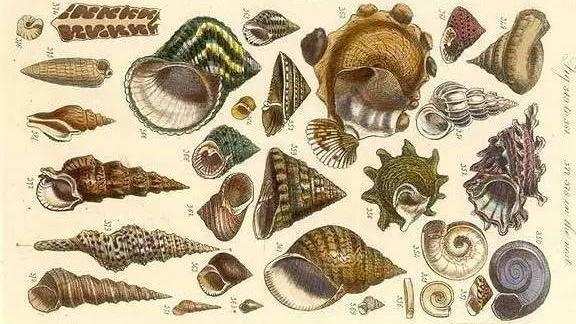 海螺分类图片和名称图片