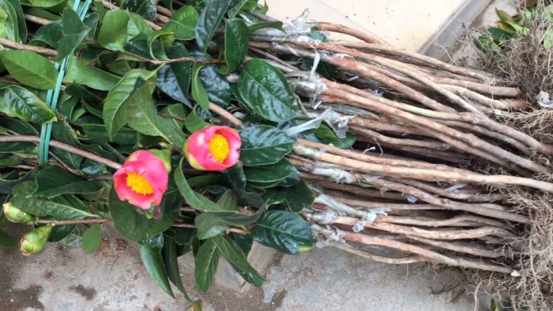 红花油茶树苗批发价格好看视频上传时间:2年前时长:00:31嫁接梨苗梨树