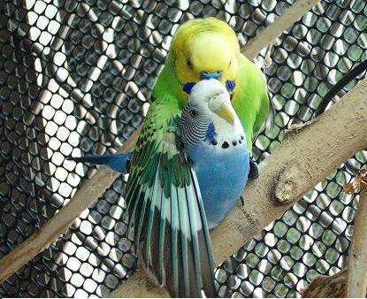 虎皮鹦鹉怎么分公母