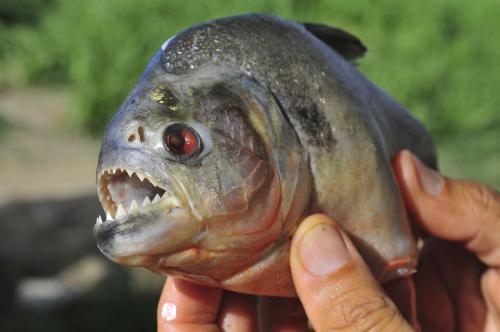 黑色的牙齿锋利的鱼是什么鱼?