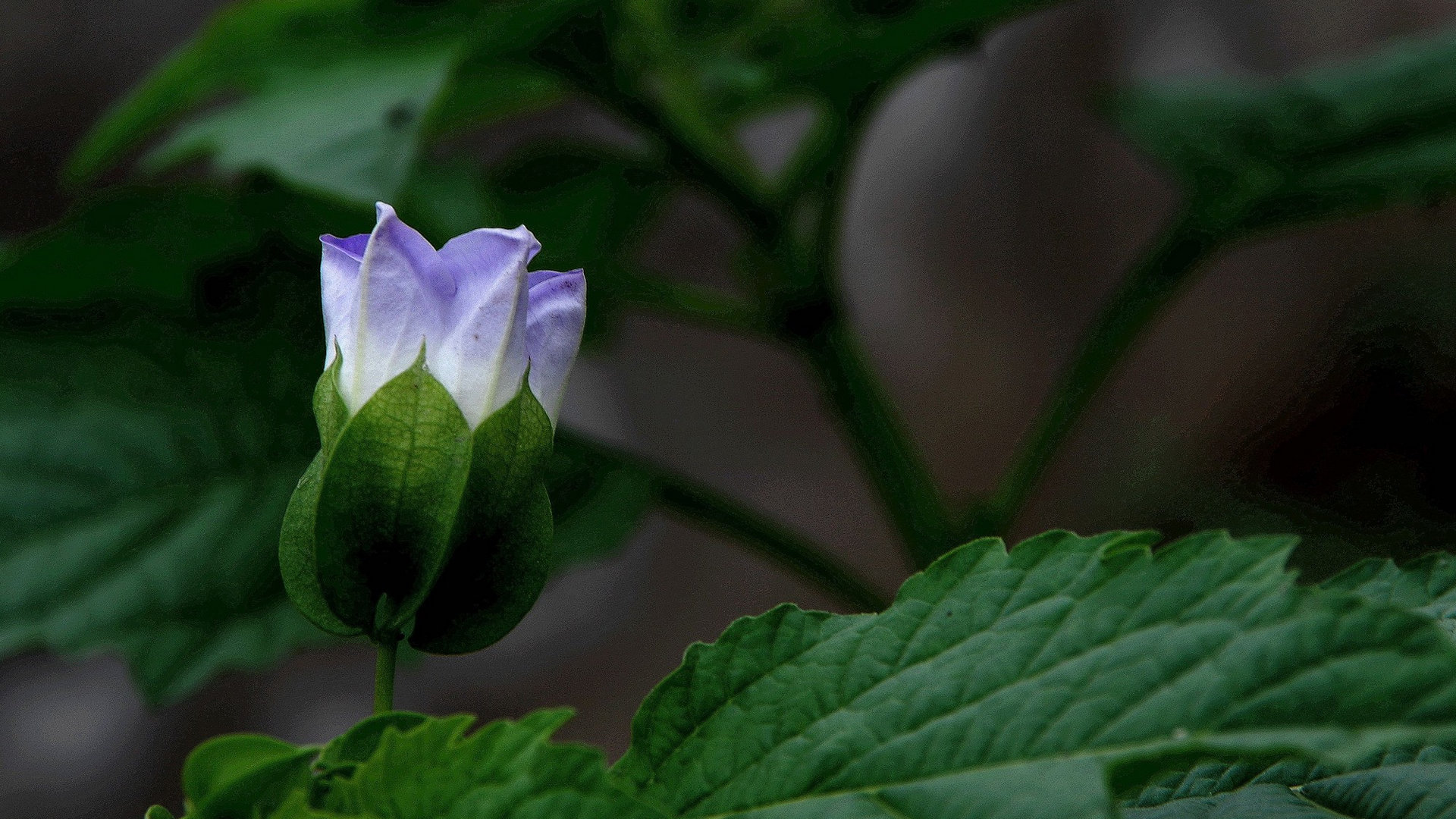 紫色唯美花朵图片[图6]