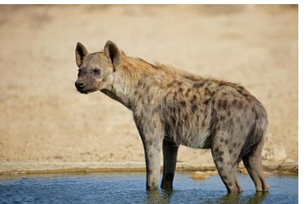 体重比雄性重10%左右,是两性中强壮,具支配地位的一方;地位低的母鬣狗