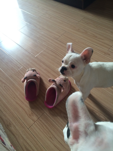 我家法牛6个月,耳朵为什么往外翻?耳朵尖往外