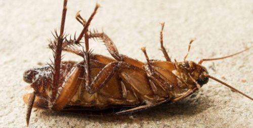 蟑螂一夜繁殖到底有多快