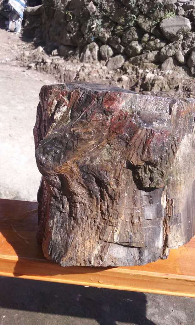 有虫洞的木化石的价格