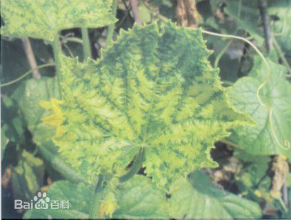 黄瓜叶子发黄怎么回事
