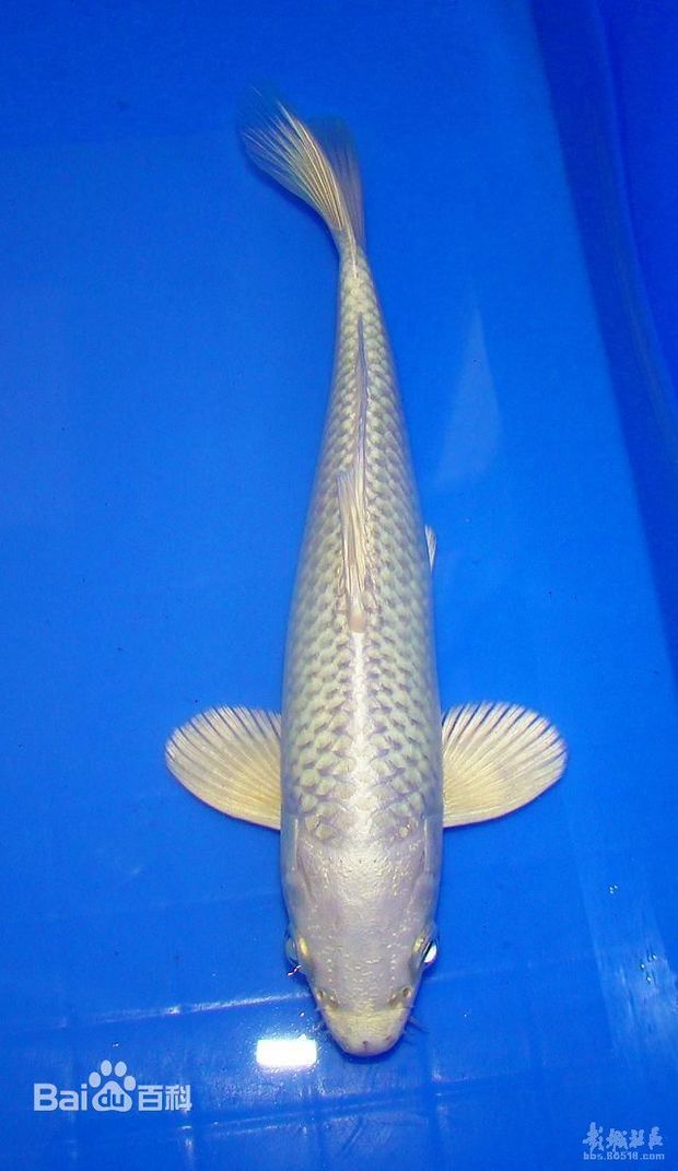 这是什么鱼?