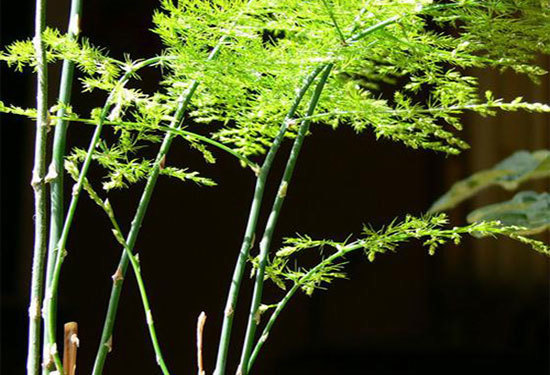 文竹怎么修剪?文竹的修剪方法介绍