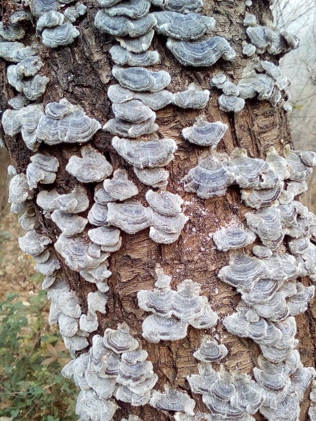 桃树树干长白色蘑菇图片