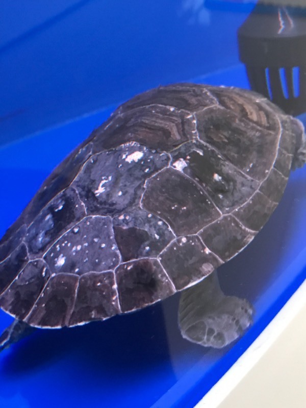 黄头侧颈龟背上有白点 起皮 腹部一片白 状态挺好 食欲也挺好!