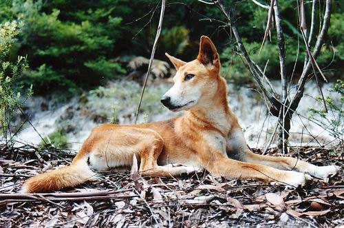 为什么澳洲野犬和中华田园犬那么像,它们是亲戚吗?