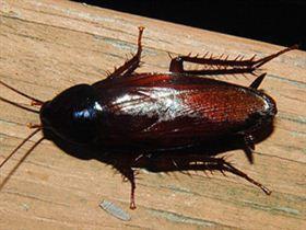 为什么有些蟑螂会飞?