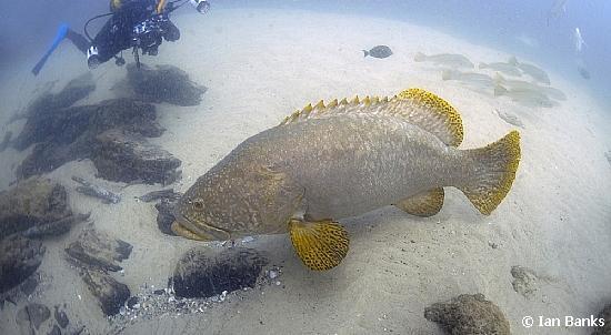 鮨科      serranidae     石斑鱼属     epinephelus    鱼类 下图为
