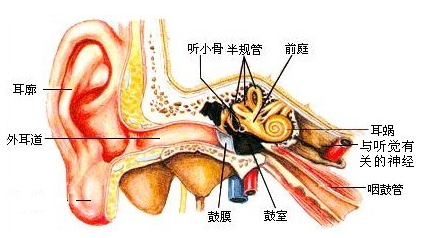 半規管 b.前庭 c.耳蝸 d.鼓