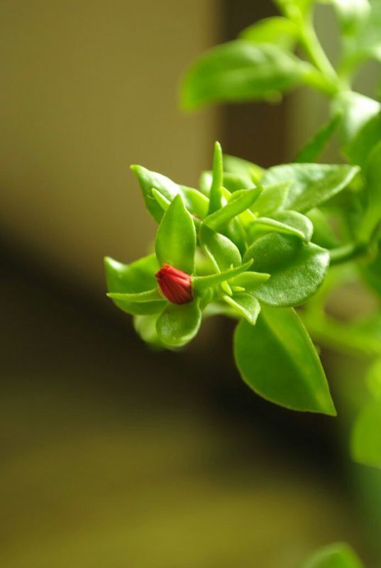 牡丹吊兰花蕾什么样子