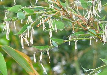 竹子开花意味着什么