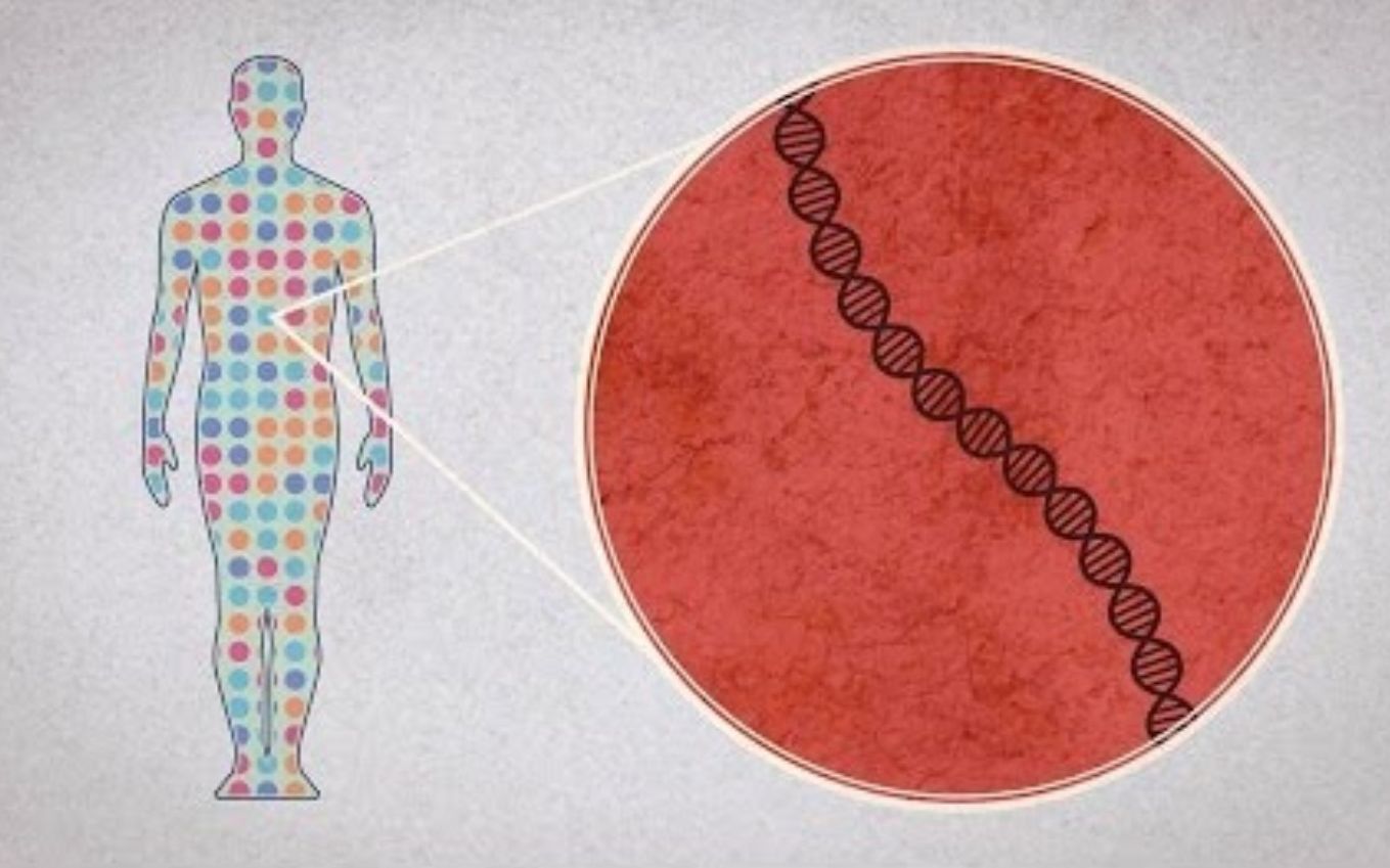 [图]【Ted-ED】如何对人类基因组进行测序 How To Sequence The Human Genome